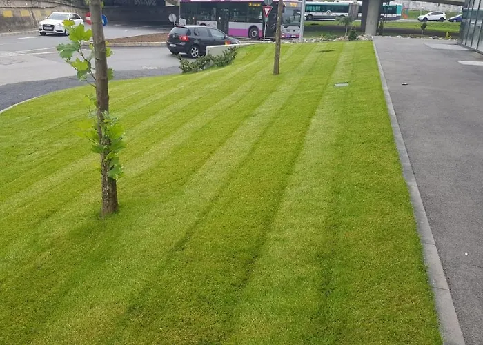 New Transilvania * קלוז'-נאפוקה